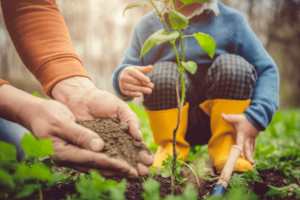 properly plant trees in your garden