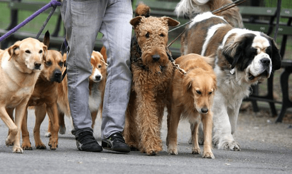 As the dog walking industry continues to grow in the UK, and indeed globally, as with any industry it also becomes more competitive.