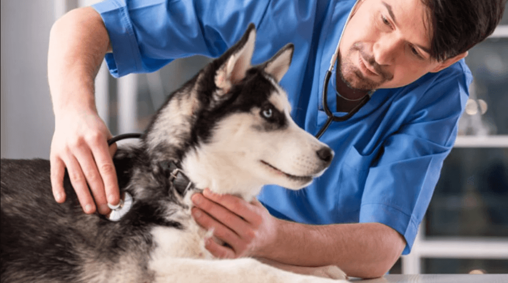 What Jobs Are In A Vet Clinic