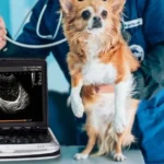 The Convenience and Benefits of Mobile Veterinary Services
