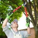 When Trees Become Troubles: Understanding The Role Of Professional Removal Services